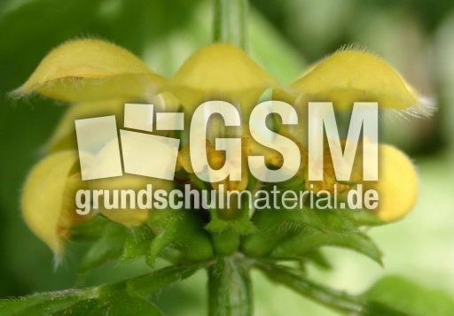 Blick-in-Goldnessel.jpg